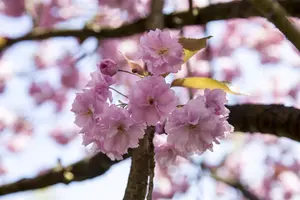 Prunus sargentii - MULTISTEM 150-175 CM C35 - image 4