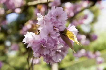 Prunus sargentii - MULTISTEM 150-175 CM C35 - image 5