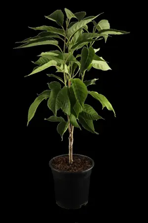 Prunus serrulata 'Amanogawa' - STD 10-12 FEATHERED RB - image 1