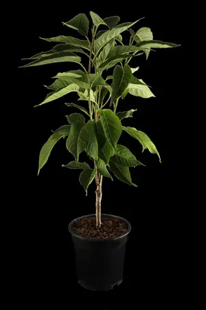 Prunus serrulata 'Amanogawa' - 300-350 CM RB - image 1