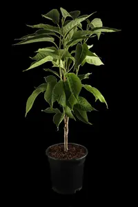 Prunus serrulata 'Amanogawa' - 300-350 CM RB - image 1