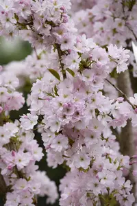 Prunus serrulata 'Amanogawa' - MULTISTEM 175-200 CM C25 - image 5
