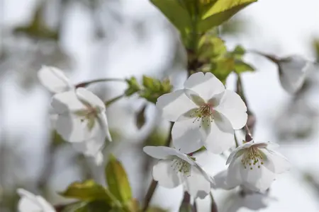 Prunus serrulata 'Amanogawa' - 150-175 CM C7,5 2 BRANCH - image 4