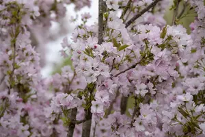 Prunus serrulata 'Amanogawa' - 150-175 CM C7,5 2 BRANCH - image 5