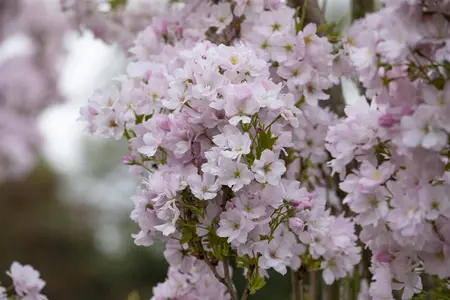 Prunus serrulata 'Amanogawa' - 250-300 CM C45 - image 4