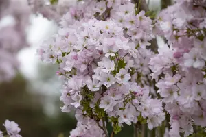 Prunus serrulata 'Amanogawa' - 250-300 CM C45 - image 4