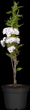Prunus serrulata 'Amanogawa' - 150-175 CM C7,5 3-4 BRANCH - image 2
