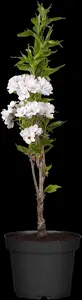 Prunus serrulata 'Amanogawa' - 150-175 CM C7,5 3-4 BRANCH - image 2