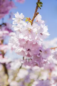 Prunus serrulata 'Branklyn' - 125-150 CM C10 - image 4