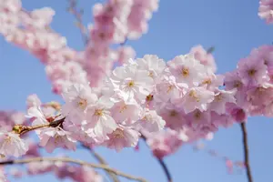 Prunus serrulata 'Branklyn' - 125-150 CM C10 - image 3