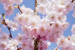 Prunus serrulata 'Branklyn' - 125-150 CM C15 - image 2
