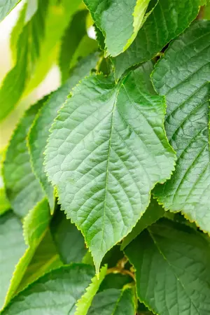 Prunus serrulata 'Fugenzo' - STDS 14-16 CM RB - image 2