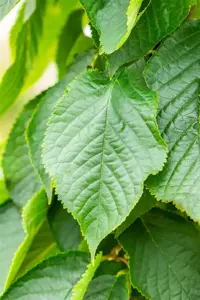 Prunus serrulata 'Fugenzo' - STDS 16-18 CM RB - image 2