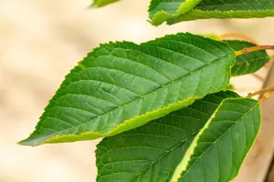 Prunus serrulata 'Fugenzo' - STDS 16-18 CM RB - image 1