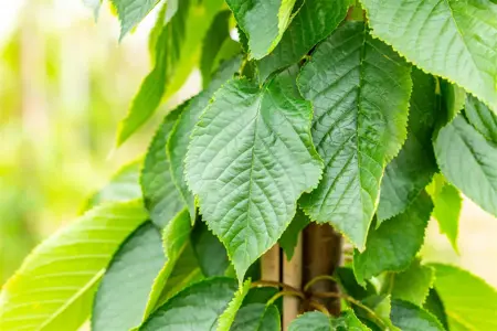 Prunus serrulata 'Fugenzo' - STD 20-25 CM RB - image 3