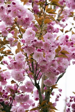 Prunus serrulata 'Kanzan' - 200 CM STEM C12 - image 4