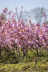 Prunus serrulata 'Kanzan' - 200-250 CM C5 WHIP - image 1