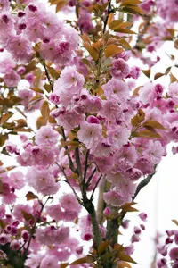 Prunus serrulata 'Kanzan' - 200-250 CM C5 WHIP - image 4