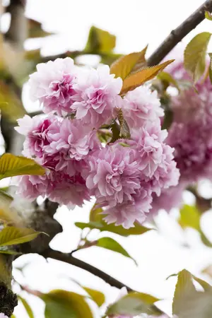 Prunus serrulata 'Kanzan' - 200-250 CM C5 WHIP - image 5