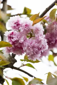 Prunus serrulata 'Kanzan' - 200-250 CM C5 WHIP - image 5