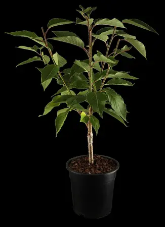 Prunus serrulata 'Kanzan' - MULTISTEM 175-200 CM C90 - image 1
