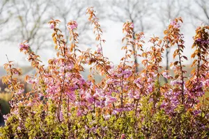 Prunus serrulata 'Kanzan' - MULTISTEM 175-200 CM C90 - image 5