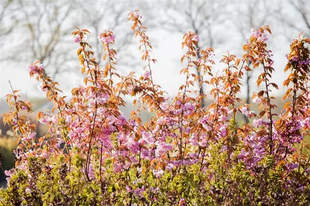 Prunus serrulata 'Kanzan' - 200-250 CM C5 WHIP - image 2