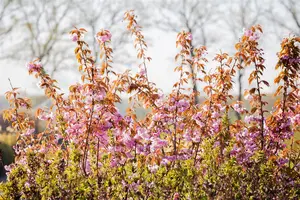 Prunus serrulata 'Kanzan' - 200-250 CM C5 WHIP - image 2