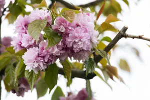 Prunus serrulata 'Kanzan' - 200-250 CM C5 WHIP - image 3