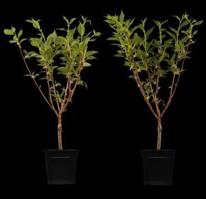 Prunus serrulata 'Kanzan' - 1/2 STDS C15 - image 3