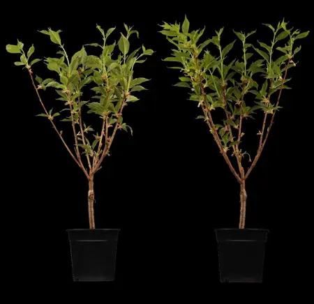 Prunus serrulata 'Kanzan' - MULTISTEM 350-400 CM RB - image 3