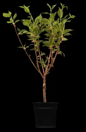 Prunus serrulata 'Kanzan' - STEM 225 CM, GIRTH 12-14 CM RB - image 2