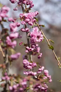 Prunus serrulata 'Kiku-shidare' - 175-200 CM FTH WHIP C15 - image 5