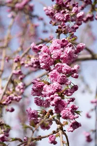 Prunus serrulata 'Kiku-shidare' - STEM 180 CM, GIRTH 6-8 CM C25 - image 1