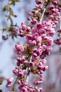 Prunus serrulata 'Kiku-shidare' - STEM 180 CM, GIRTH 6-8 CM C25 - image 2