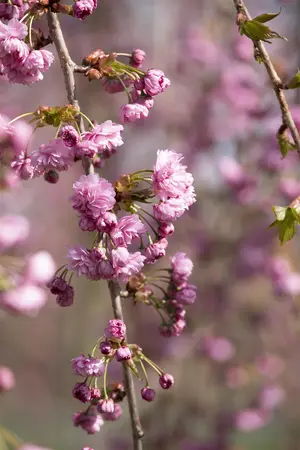 Prunus serrulata 'Kiku-shidare' - STEM 180 CM, GIRTH 6-8 CM C25 - image 3