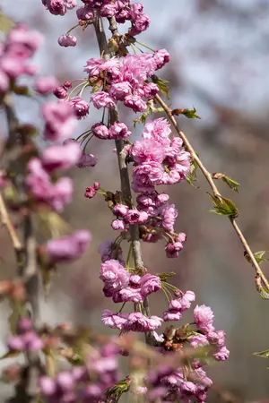 Prunus serrulata 'Kiku-shidare' - STEM 180 CM, GIRTH 6-8 CM C25 - image 5