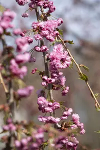 Prunus serrulata 'Kiku-shidare' - STEM 180 CM, GIRTH 6-8 CM C25 - image 5