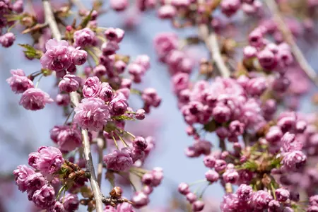 Prunus serrulata 'Kiku-shidare' - STEM 180 CM, GIRTH 6-8 CM C25 - image 4