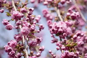 Prunus serrulata 'Kiku-shidare' - STEM 180 CM, GIRTH 6-8 CM C25 - image 4