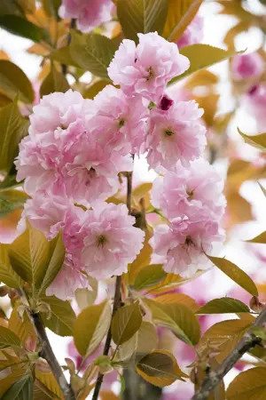Prunus serrulata 'Pink Perfection' - STDS 12-14 CM RB