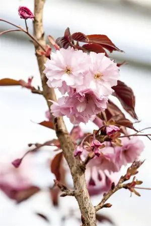 Prunus serrulata 'Royal Burgundy' - 120 CM STEM C12 - image 1