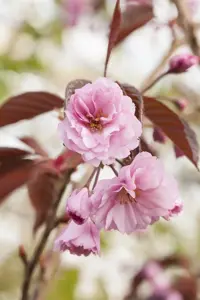 Prunus serrulata 'Royal Burgundy' - 120 CM STEM C12 - image 2