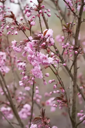 Prunus serrulata 'Royal Burgundy' - 120 CM STEM C12 - image 4