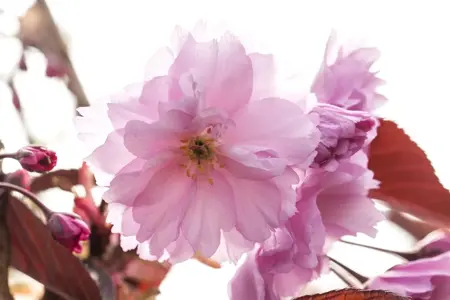 Prunus serrulata 'Royal Burgundy' - 120 CM STEM C12 - image 3
