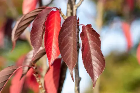 Prunus serrulata 'Royal Burgundy' - 120 CM STEM C12 - image 5