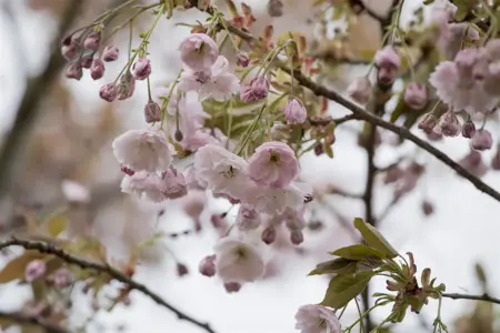 Prunus serrulata 'Shirofugen' - MULTISTEM 150-175 CM C25