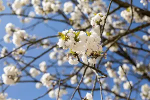 Prunus serrulata 'Shirotae'