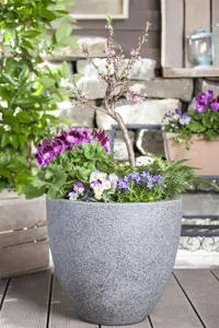 Prunus serrulata 'Sunset Boulevard' - STDS 12-14 CM RB - image 1