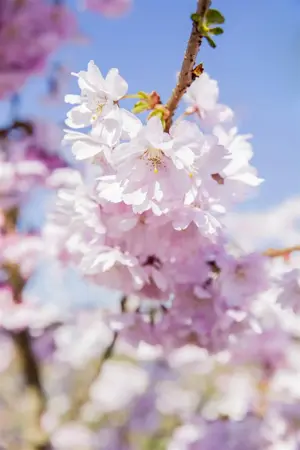 Prunus serrulata 'Sunset Boulevard' - STDS 14-16 CM RB - image 4